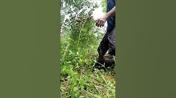 Harvesting cassava part 721 #shorts #farming #cassava #nature  #cassavaroots #cassavafarming