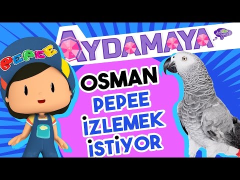 Osman Pepee İzlemek İstiyor - Aydamaya - Düşyeri