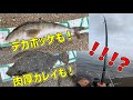 【良型カレイにホッケも！】砂浜からの投げ釣りが楽しすぎる！【北海道　留萌管内　投げ釣り】