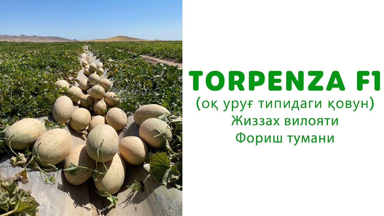 TORPENZA F1 (Оқ уруғ типидаги қовун)