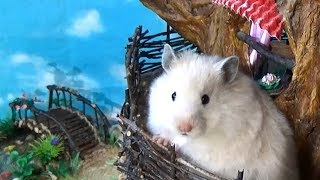 Hamster in the DIY Tree House