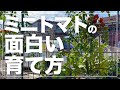 【場所が無くてもOK】ミニトマトをペットボトル水耕栽培で大量収穫!3種類の育て方を比較検証!美味しい育て方とは?!