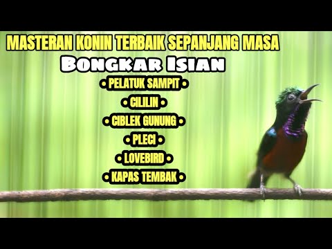 MASTERAN KOLIBRI NINJA FULL TEMBAKAN MATERI MEWAH SANGAT COCOK BUAT MASTERAN KONIN BAHAN ANDA