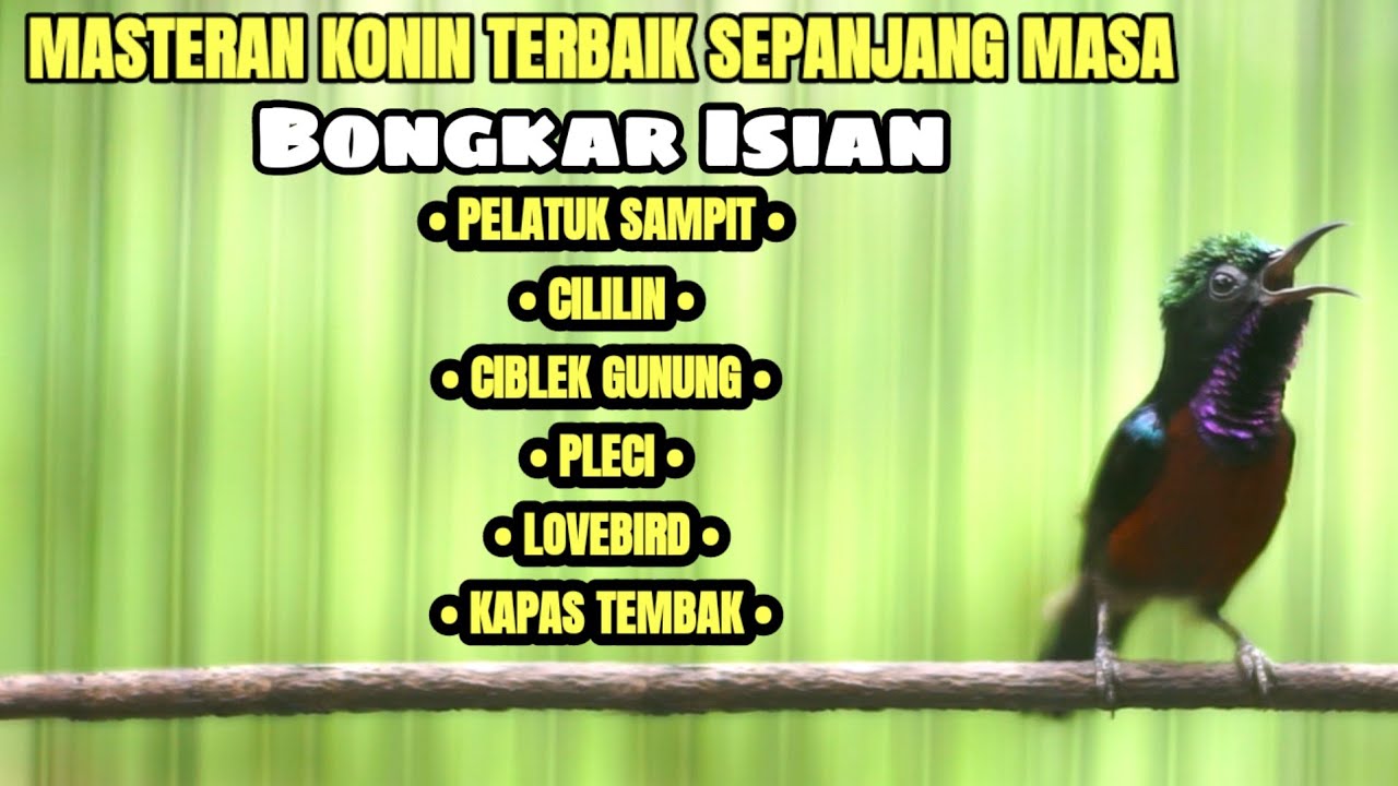 KONIN GACOR FULL TEMBAKAN
