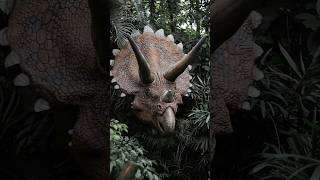 Triceratops Facts You Didn’t Know!
