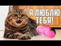 «Я тебя люблю!»  Способы, которыми КОШКИ пытаются вам это сказать