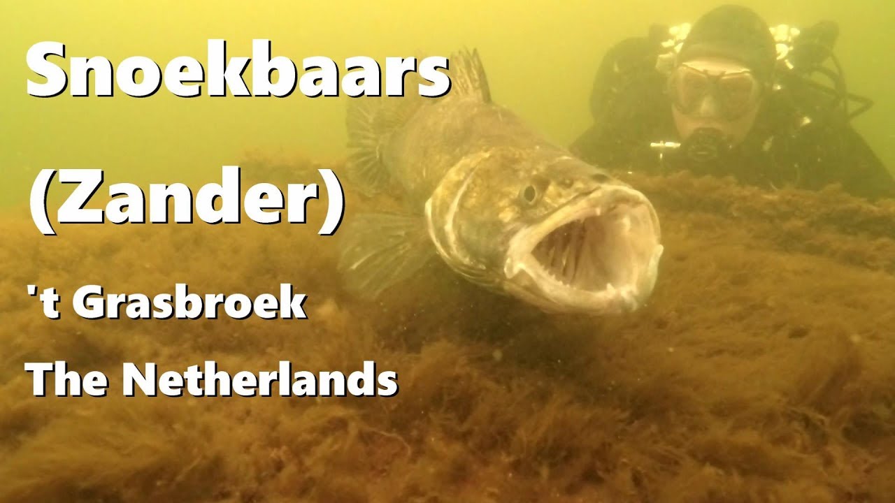 Big Zander