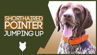 PUPPY TRAINING! Stop Your GERMAN SHORTHAIRED POINTER Jumping Up