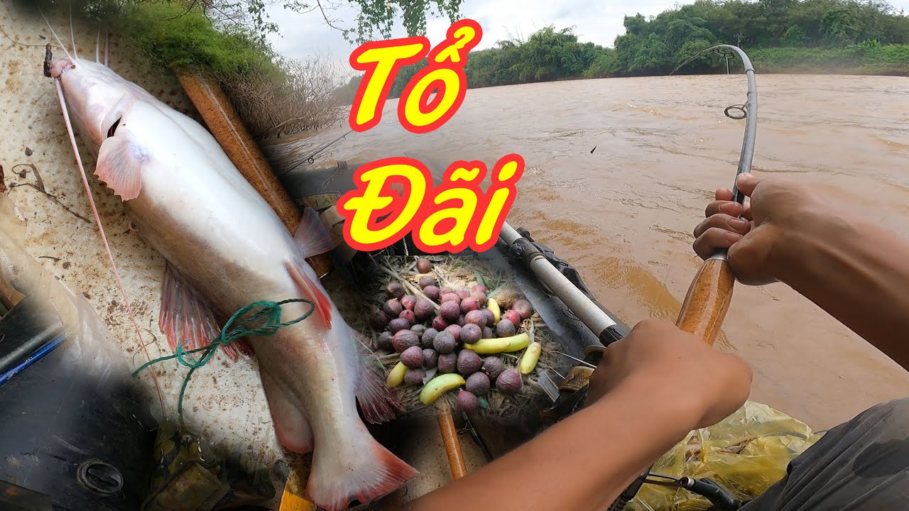 Tí thì lôi bay mất cần xuống sông, săn cá giữa sông Bé ✅
