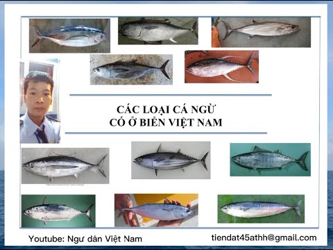 Video: Cá ngừ - đây là loại cá gì?