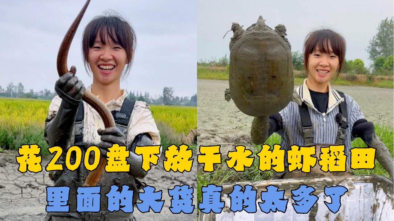 幺妹花200元盘下放干水的虾稻田，里面的大货真的太多了！