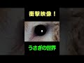 衝撃映像!うさぎの世界