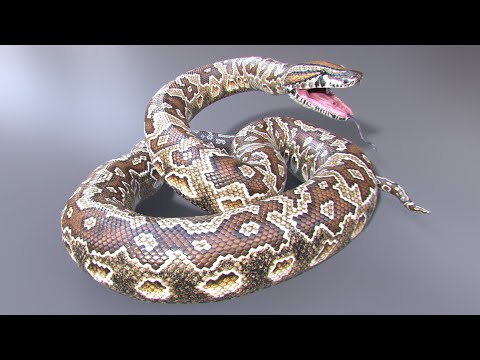 Animated Game Ready Southern African Rock Python 3D Model