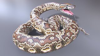 Animated Game Ready Southern African Rock Python 3D Model