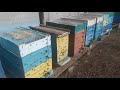 Когда выставлять пчел для облета