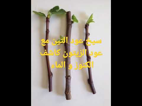 سيخ عود التين مع عود الزيتون كاشف الكنوز و الدفائن والماء و الفرغات