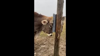 Sweet Cow Rubbing Itself Against Scratcher