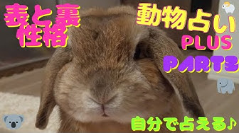 動物占い Youtube