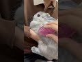 ブラッシングは苦手なうさぎ#うさぎ #bunny #ブラッシング