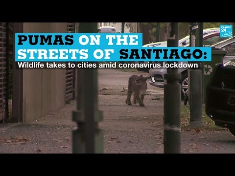 Pumas on the streets of Santiago: Wildlife takes to cities amid coronavirus lockdown