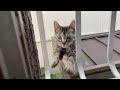 宿主の制止を振り切って部屋へ突入する居候の猫