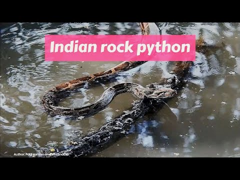 Indian rock python (Python molurus)