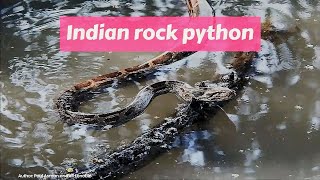 Indian rock python (Python molurus)