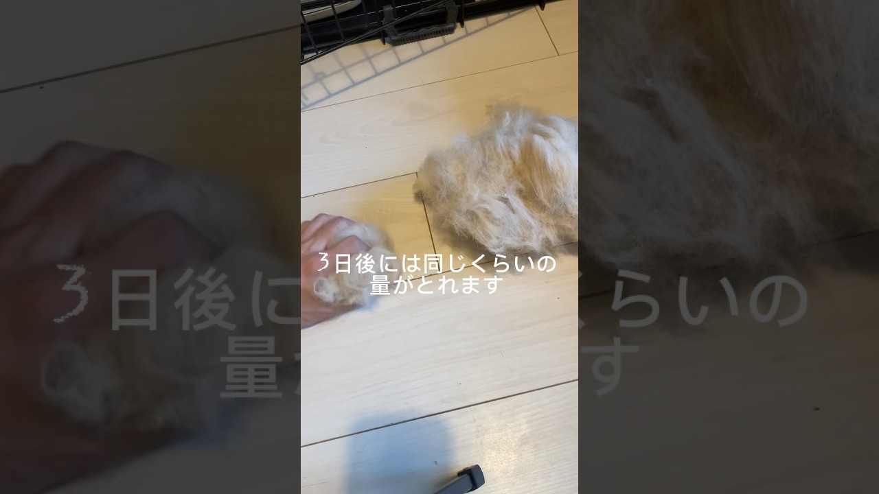 柴犬の換毛期で抜ける毛の量がヤバすぎた！！ #dog #柴犬 #ひろゆき