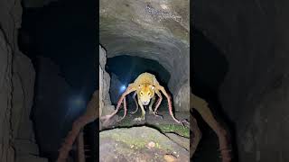 what is this?#foundfootage #whatisthis #caughtoncamera #skinwalker  #cryptid #lion #centipede