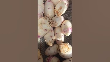 🔧 MÁY RỬA & CẠO VỎ KHOAI MÔN ĐA NĂNG – TECH GARDEN. HOTLINE: +84 935 911 775 (Trần Trinh)