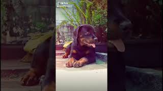 lucy 1 month to 6 months #rottweiler #lovers  #tamil #videos