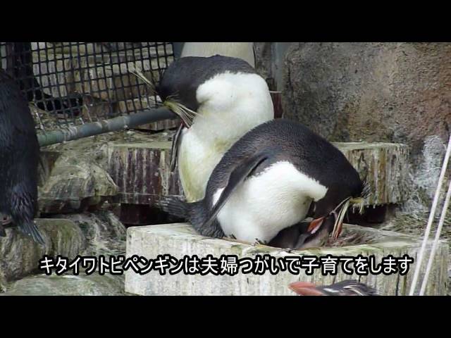 イワトビペンギンのペンペンに弟妹(Penguin baby)/神奈川新聞