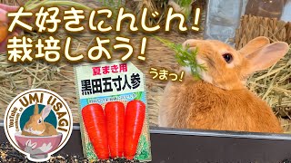 うさぎ大好きにんじん！ じゃあ栽培しちゃおう！ [135] - YouTube