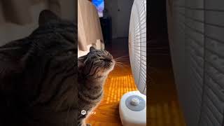 What Happens When a Cat Meets a Fan?