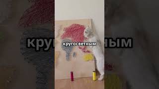 Кот путешественник! - интересная история про кота  #котенок #котики #видосыоткота #кот #веселыекоты