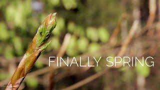 Spring is finally here @Forrestechs