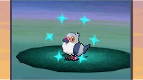 Live Shiny Pidove in Black after ~35,162 Encounters!!