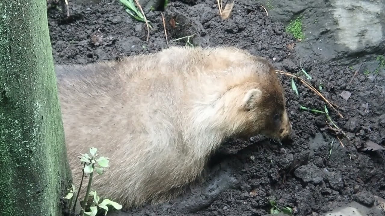 掘るアナグマ、涼むアナグマ | 東京動物園協会