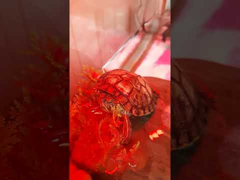 22 ივლისი, 2021