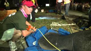 Rescuers Rush To Save 19 Manatees Stuck In A Drain Pipe! | SeaWorld®