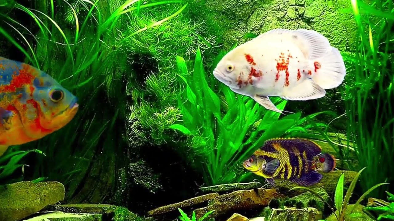 The 240 Gallon Trashtank with the Mikolji Oscars