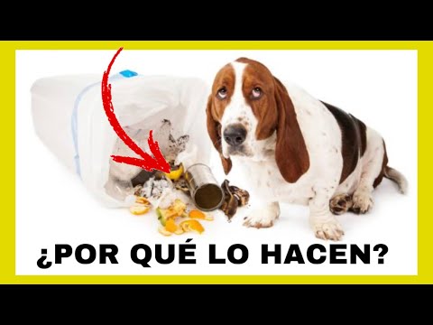 Video: ¿Por qué un perro come su basura?