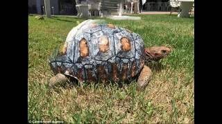 A Shell-Fie Tortoise Receives First Ever Custom-Made 3D Prosthetic Covering