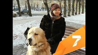 Активистки создают базу собак-доноров для переливания крови больным животным Активистки создают базу собак-доноров для переливания крови больным животным