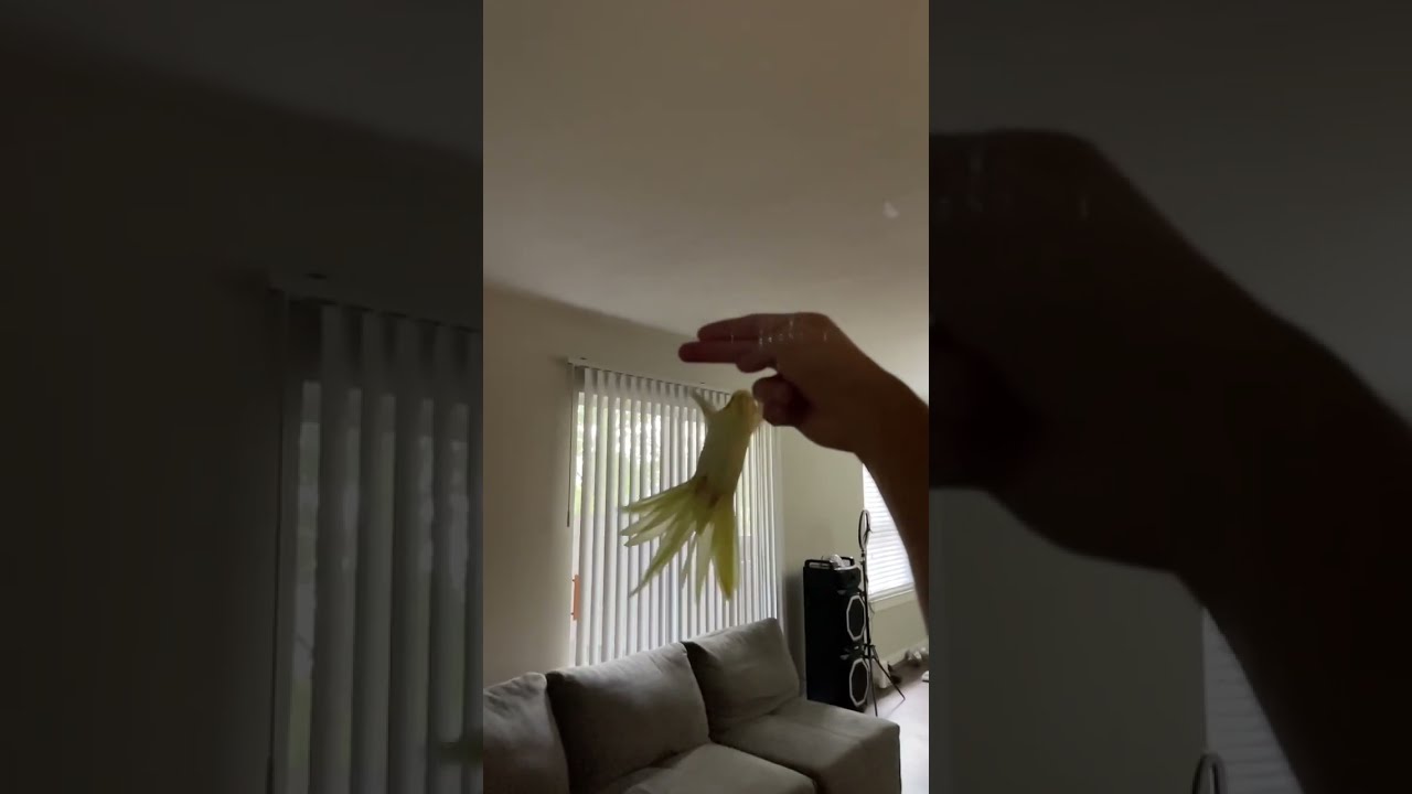 Bird Flight Training (Normal vs Slow Motion)