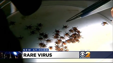 Ticks Found To Carry Virus Worse Than Lyme Disease