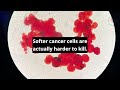 Softer cancer cells are actually harder to kill #shorts