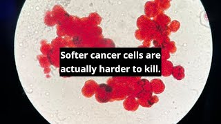 Softer cancer cells are actually harder to kill #shorts
