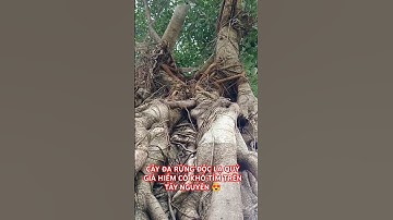 CÂY ĐA RỪNG ĐỘC LẠ QUÝ HIẾM TRÊN TÂY NGUYÊN HÙNG VĨ