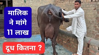 बहुत ही स्पेशल झोटी - मालिक ने मांगे 11 लाख रुपए - लेकिन दूध कितना ??